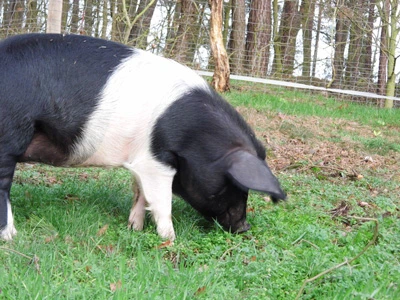 ein Sattelschwein