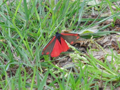 der Blutbär, auch Jakobskrautbär oder Karminbär genannt, ist ein Schmetterling (Nachtfalter)
