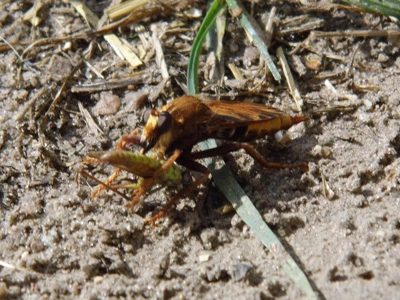 eine Raubfliege mit Beute