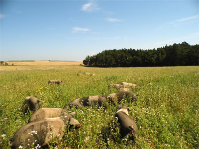 Schweine im Buchweizenfeld