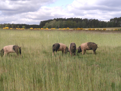 Ferkel auf der Roggen-Weide