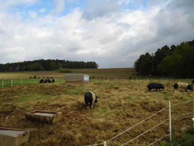 Frühlingsweide