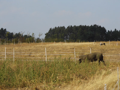 Schwein knabbert an sich tapfer gegen dir Dürre behauptenden Kräuter