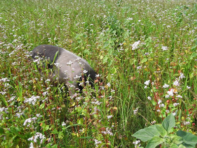 Schwein auf der Buchweizen-Weide