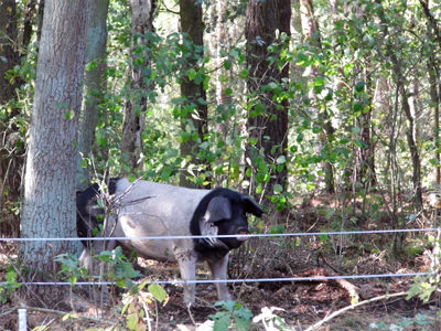 Schwein im Wald