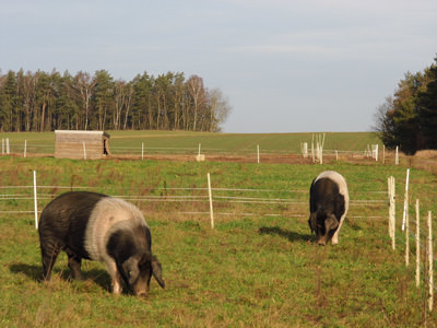 Die Sauen auf der Roggen-Weide