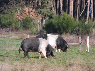 Schweine vor Ginsterhecke