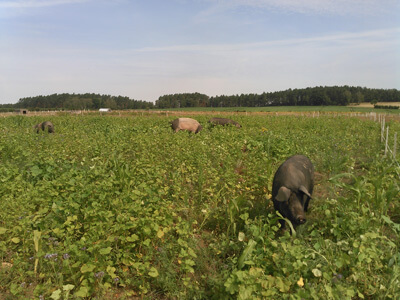 noch ausreichend Grün im Juli