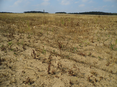 Die lang anhaltende Trockenheit sorgt für schauerliche Anblicke - das Feld gleicht einer Halbwüste