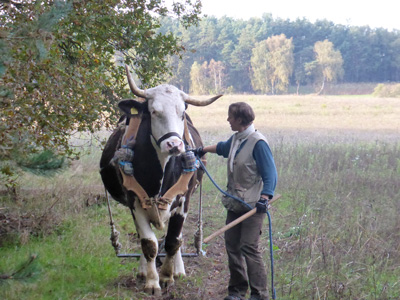 Arbeit mit dem Ochsen