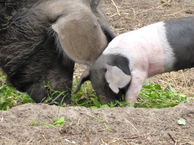 Sau und Ferkel fressen