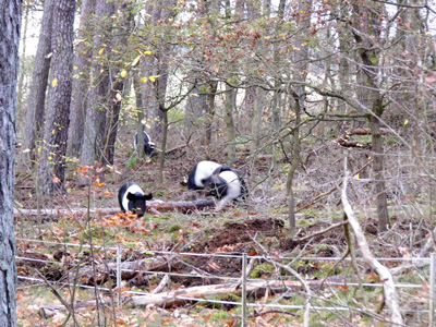 ab und zu ist auch noch Waldweide möglich