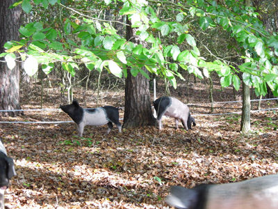 Schweine im Wald