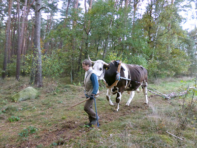 Waldarbeit mit Ochse