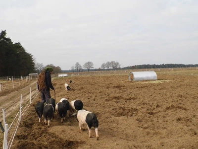 Die Schweine folgen Rotem auf seinem Kontrollgang